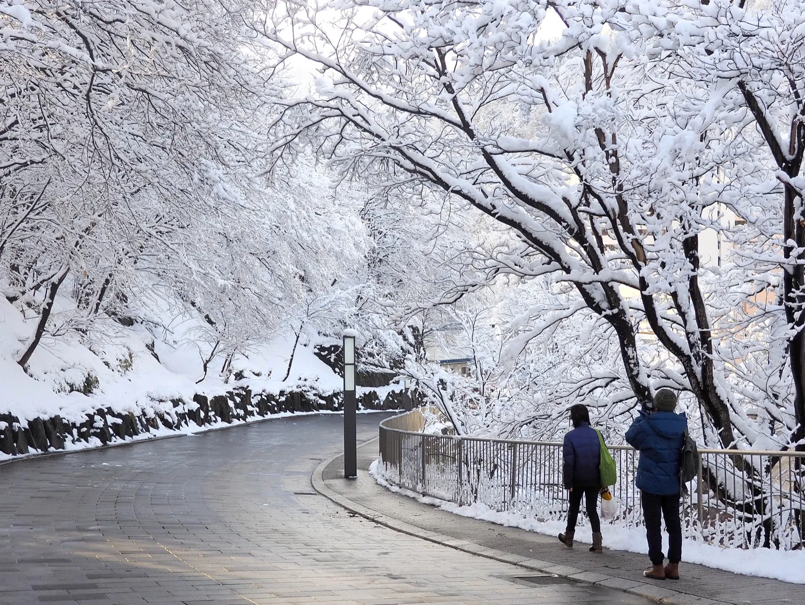 雪樹環繞的溪畔步道